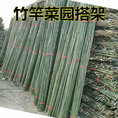 竹竿菜园搭架豆角黄瓜架子