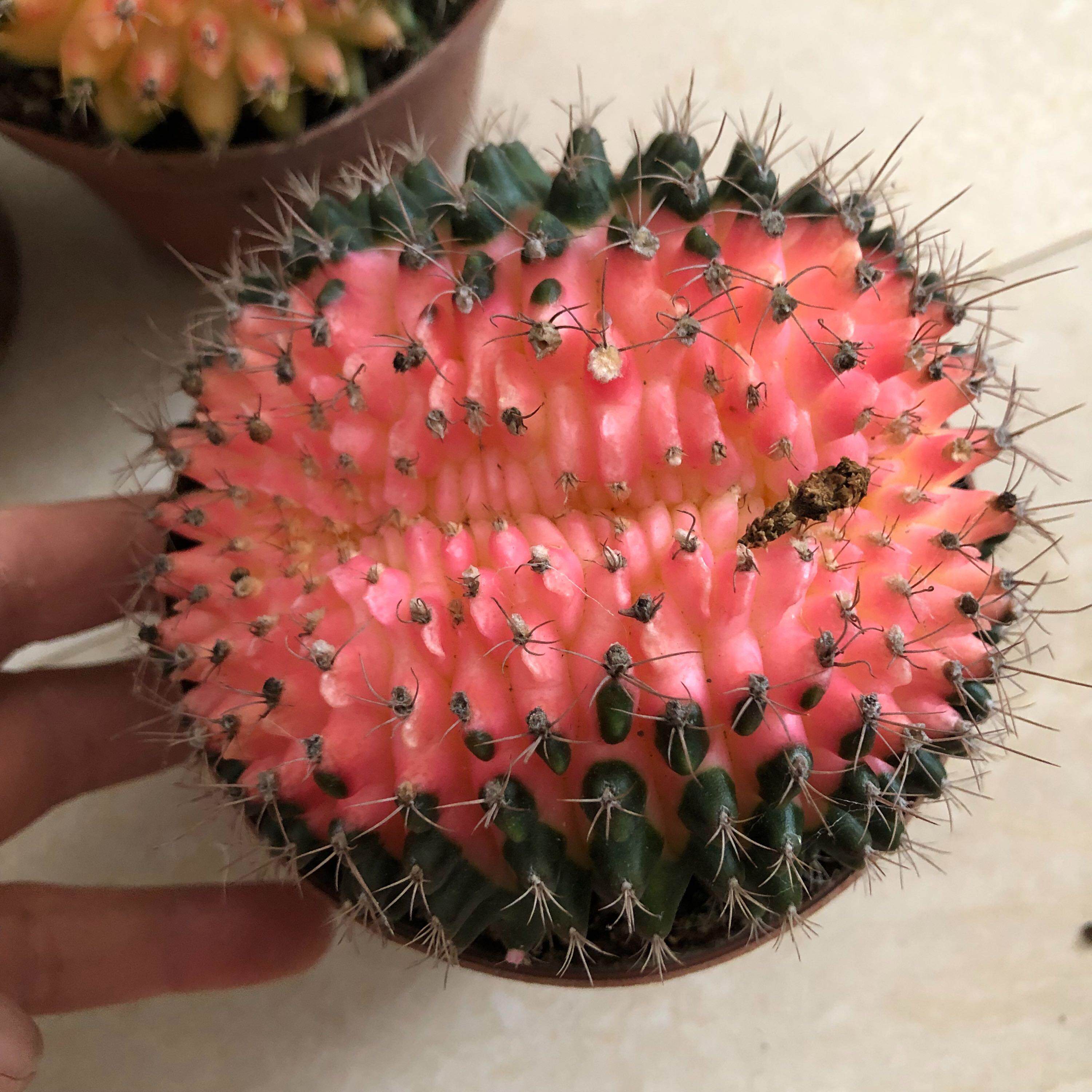 翠晃冠锦缀化实生仙人球趣味开花美观好养仙人掌多肉阳台小盆栽