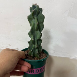 仙人柱象腿柱盆栽沙生植物耐干旱易养护仙人类多肉植物