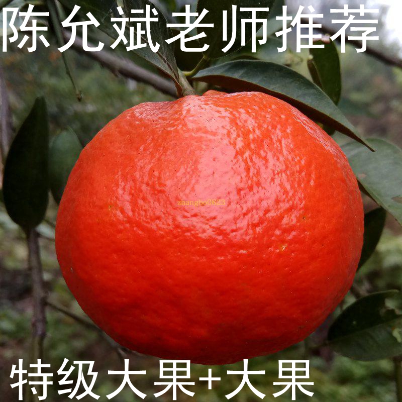 陈老师推荐正宗内江川红橘大红袍