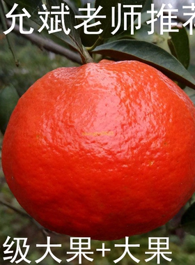 陈允斌老师推荐正宗四川内江资中大红袍红桔子古红橘老树新鲜陈皮