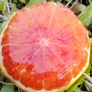 血橙四川内江正宗资中塔罗科血橙红肉红心橙子新鲜水果