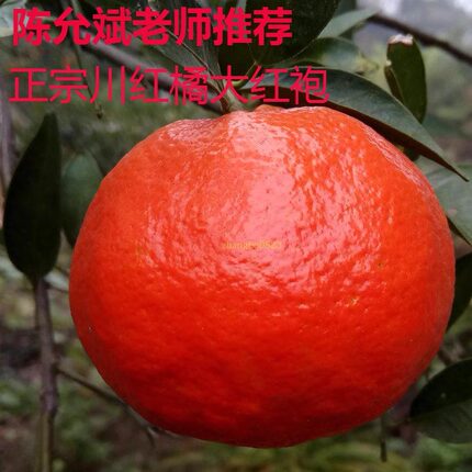 陈允斌老师推荐内江正宗老树川红橘大红袍四川资中古红桔新鲜橘子