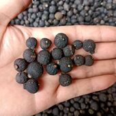 陈允斌老师推荐 四川内江大红袍青皮子红橘幼果老树红桔小柑胎青柑