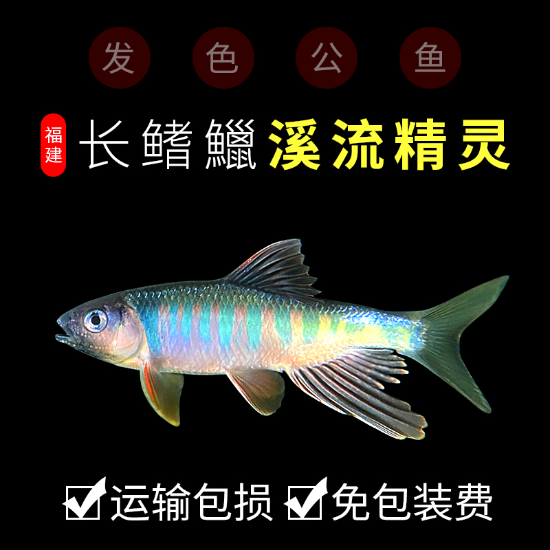 网红原生鱼马口长鳍鱲冷水淡水鱼