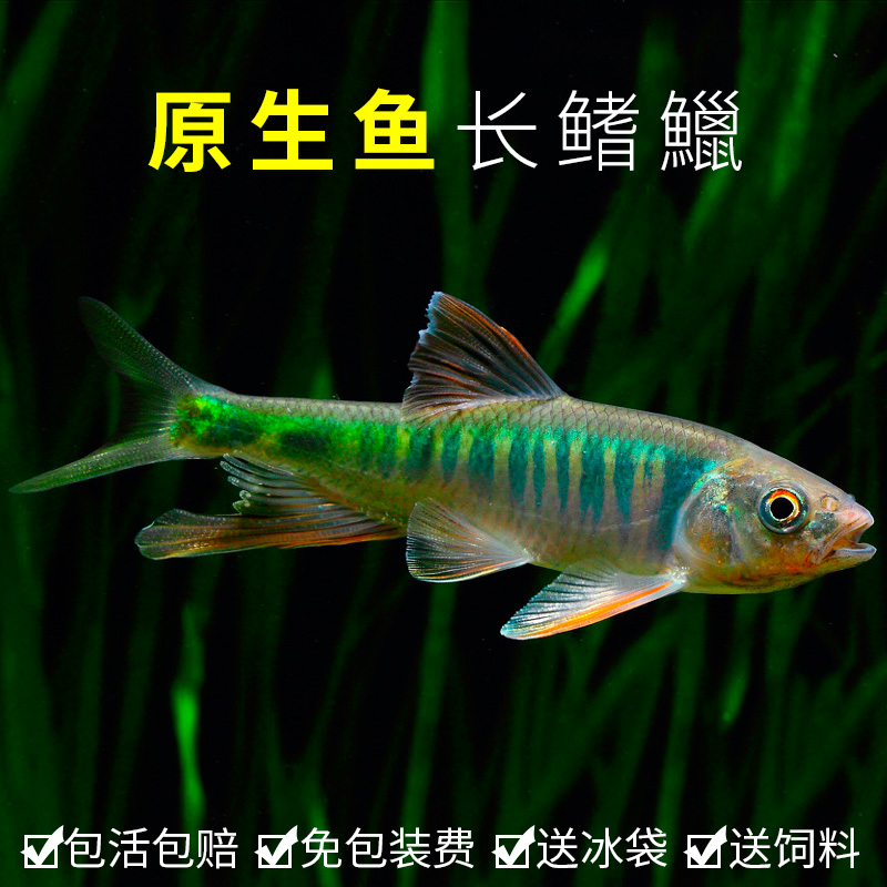 网红长鳍鱲桃花鱼宽马口虾虎鳑鲏观赏鱼凶猛原生冷水淡水鱼宽鳍鱲-封面