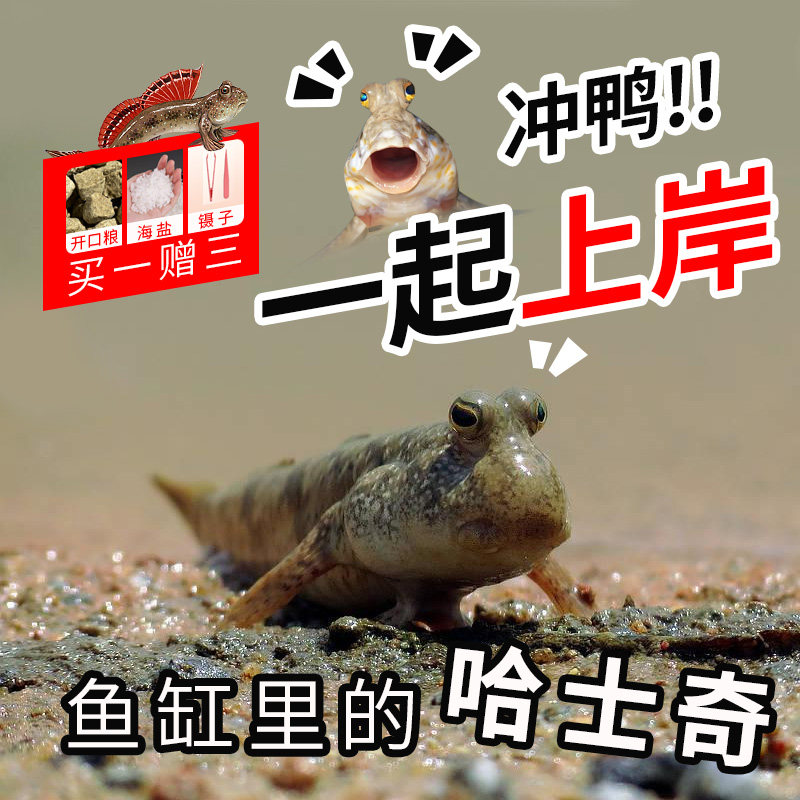 弹涂鱼红鳍银线跳跳鱼观赏鱼滩涂淡汽海水鱼萌宠物活体两栖原生鱼