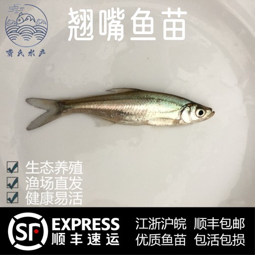 淡水产特大翘嘴白鱼苗养殖大白条