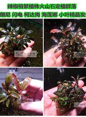 辣椒榕月光蓝布朗尼紫彩虹布棕