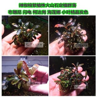 辣椒榕火山石潘多拉布朗尼蓝柯大岗光芒幽灵海莲娜布朗尼11蓝泻湖