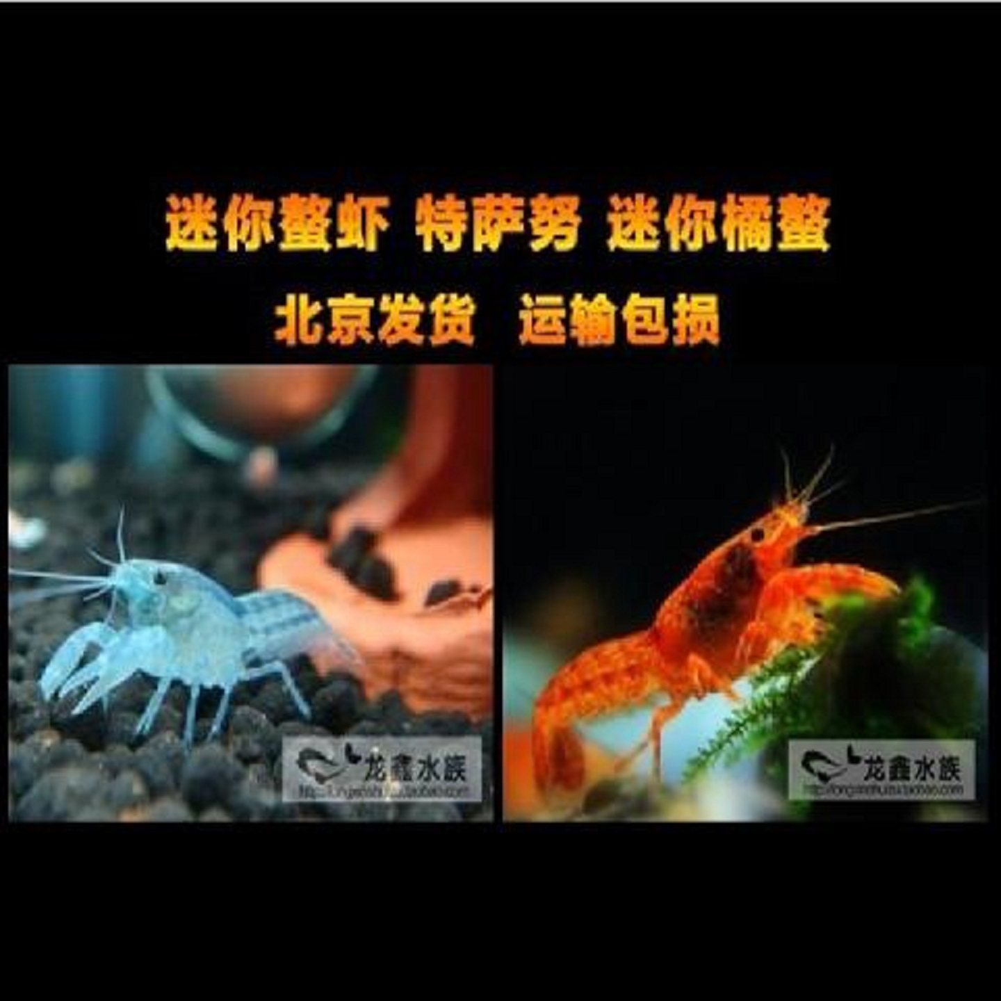 迷你蓝螯虾橘鳌虾侏儒螯虾迷你鳌虾特萨努迷你鳌虾活体观赏虾抱蛋
