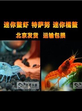 迷你蓝螯虾橘鳌虾侏儒螯虾迷你鳌虾特萨努迷你鳌虾活体观赏虾抱蛋