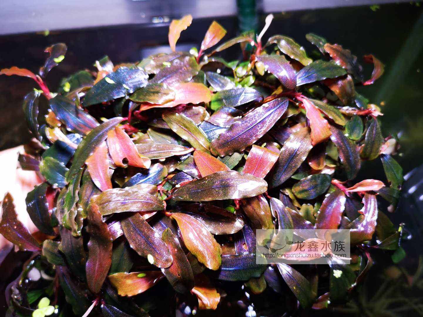 辣椒榕闪蓝水草造景水草辣椒蓉椒榕ADA造景水草可开花
