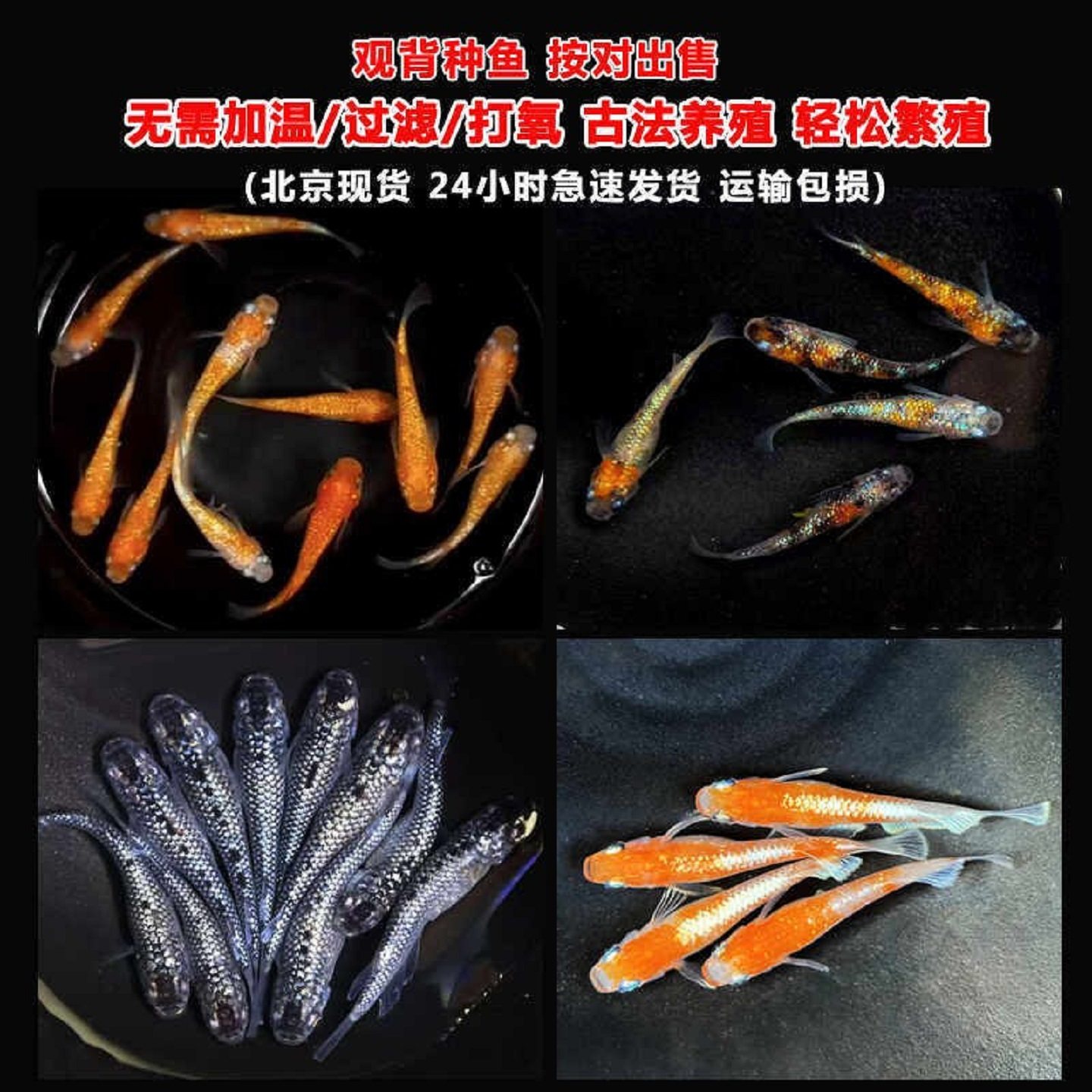 观背青鳉观赏鱼魔法鱼冷水鱼小型锦鲤淡水鱼好养可繁殖观背种鱼,宠物/宠物食品及用品,鱼,淘宝优惠券,粉丝福利购,淘宝优惠卷