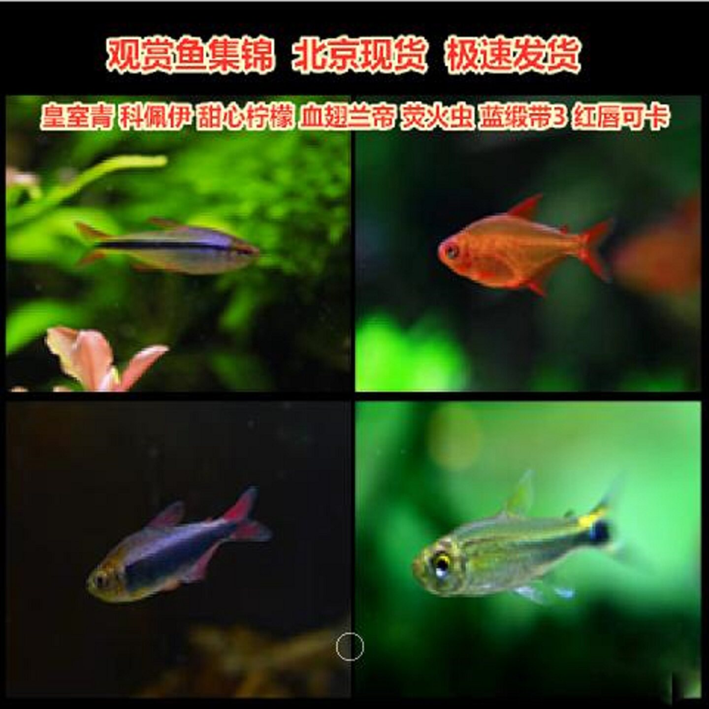 皇室青科佩伊萤火虫红月可卡红唇可卡蓝钻红梅甜心柠檬火蚁观赏鱼
