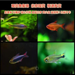 皇室青科佩伊萤火虫红月可卡红唇可卡蓝钻红梅甜心柠檬火蚁观赏鱼