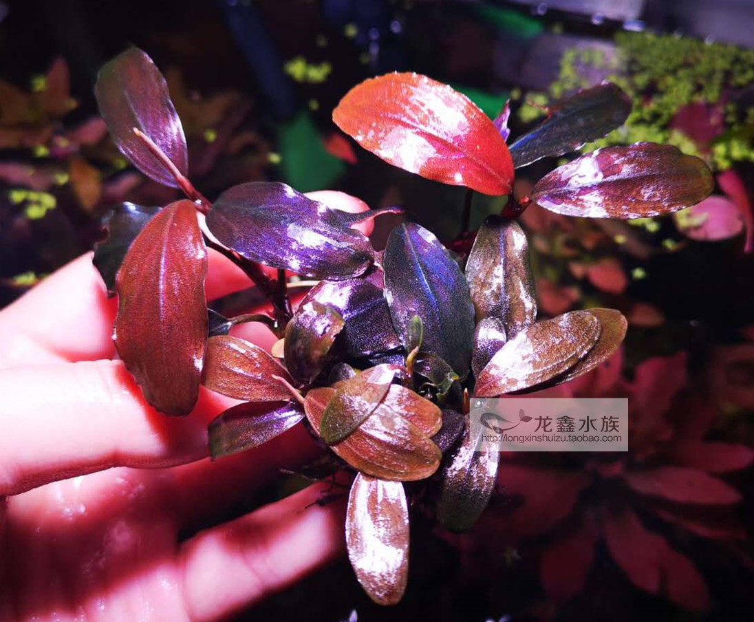 辣椒榕 泄湖 单头繁殖株 水草椒榕辣椒蓉泻湖造景水草椒榕椒草
