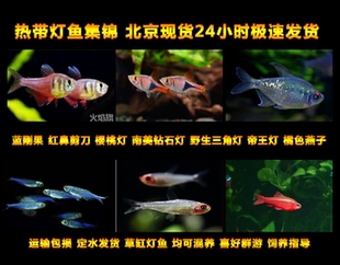 蓝国王蓝刚果大帆珍珠燕子白翅玫瑰橘色燕子甜心柠檬帝王灯观赏鱼