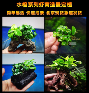 饰易活 水榕虾窝日本小榕迷你黄金榕咖啡榕虾窝水草定植造景前景装