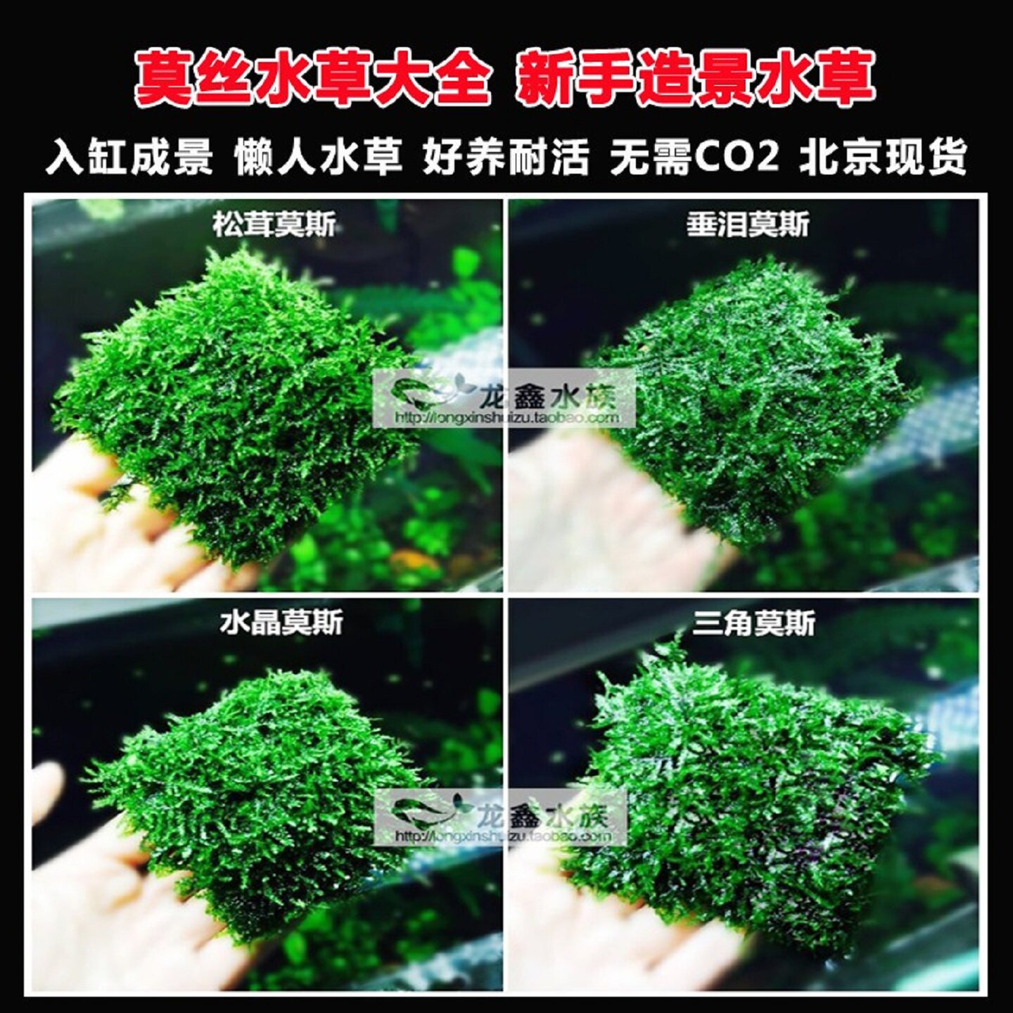莫丝片定植莫斯怪厥水晶松茸大三角垂泪松茸火焰美凤珊瑚鱼缸水草