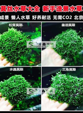 莫斯阴性水草简单易活新手免底沙