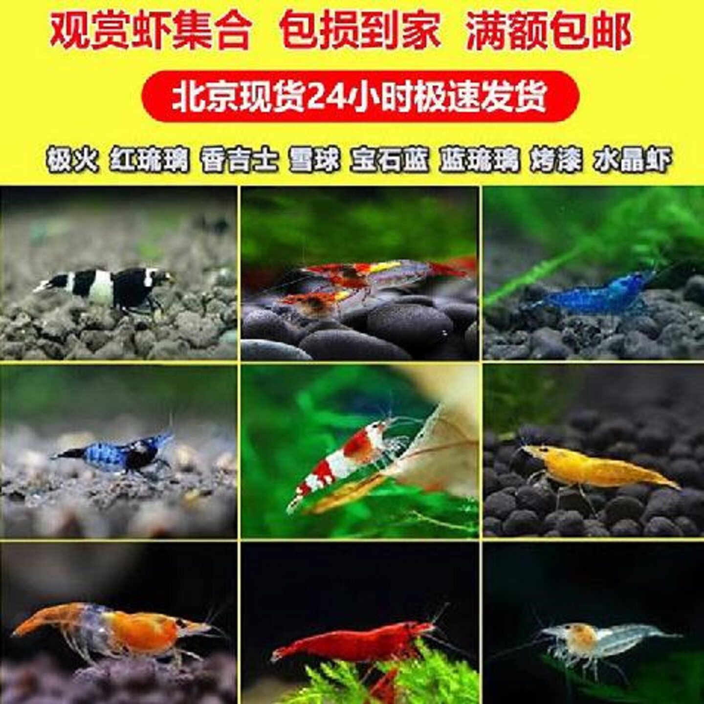 观赏虾淡水极火樱花宽金背琉璃虾宝石蓝烤漆抱卵淡水虾繁殖工具虾