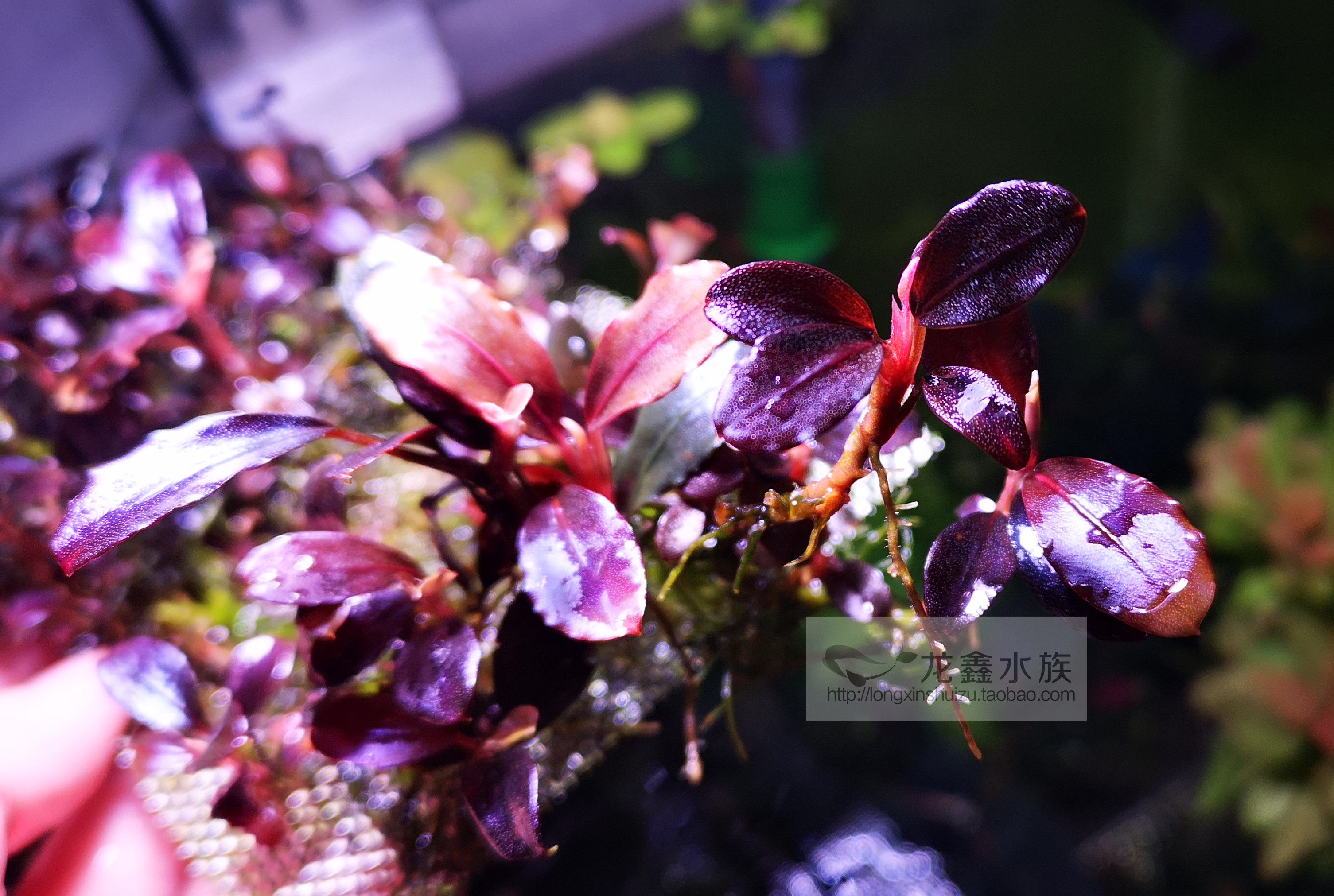 辣椒榕布朗尼ne0圆叶型布朗尼椒榕nk种布朗尼辣椒榕水草