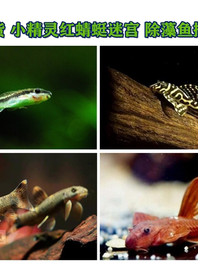 小精灵老虎精灵红蜻蜓皇冠帝王迷宫L333除藻鱼除藻工具鱼清洁鱼