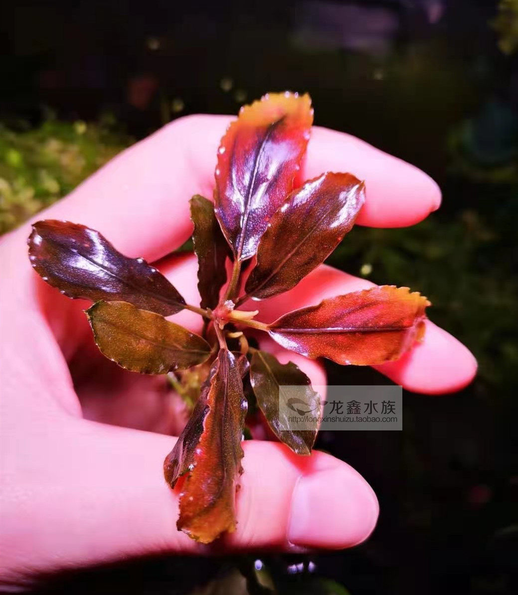 辣椒榕光芒繁殖株 光芒 椒榕椒草辣椒蓉水草造景水草光芒特价