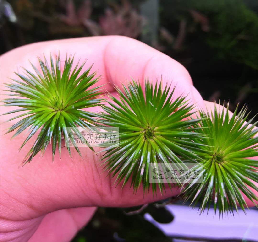 日本细叶古精迷你古精吐血古精宽叶古精南美大宽叶古精前中景水草