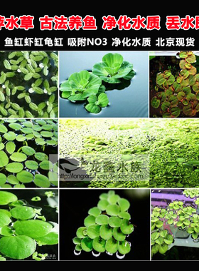 浮萍水草浮性草除NO3净化水质水芙蓉红毛丹圆心蝴蝶迷你叶小圆叶