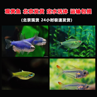 超级蓝国王媚眼七彩水晶旗鱼红线哥伦比亚梦幻旗二线刚果观赏鱼