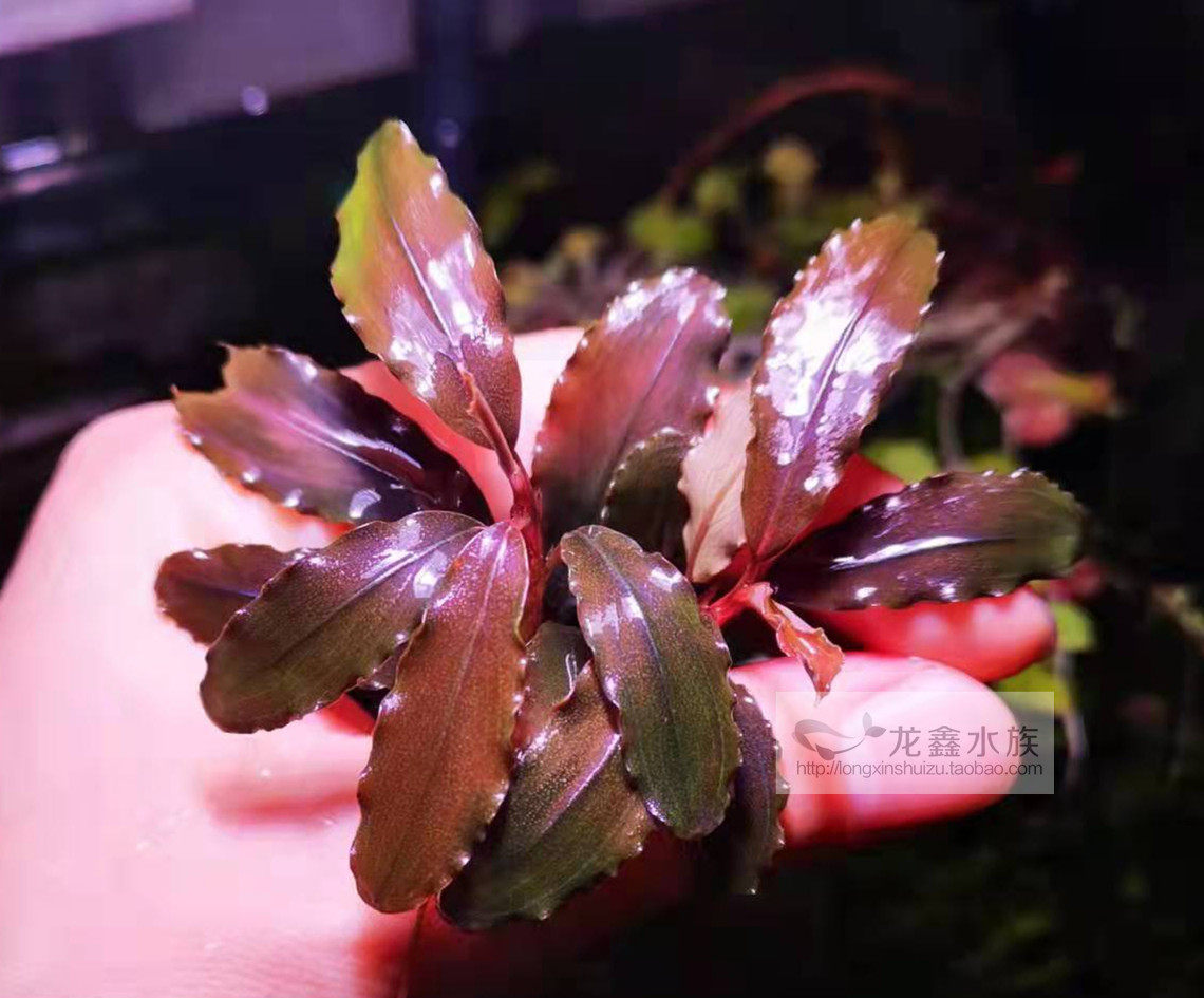 辣椒榕 紫金 造景水草玩家水草 造景水草 辣椒蓉 椒榕水草新手