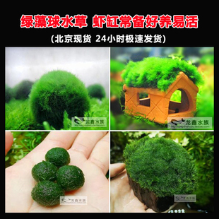 绿藻球迷你藻球苔藓石藻球虾窝藻球沉木造景苔藓球海藻球生态球