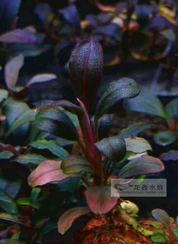 布朗尼玉大象玉红脉玉辣椒榕水草