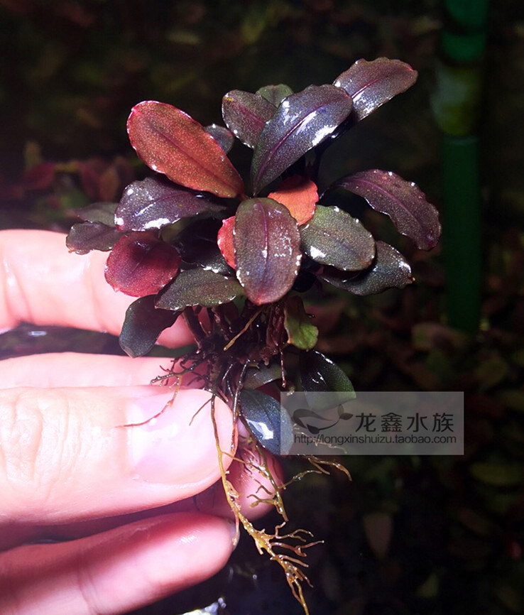 辣椒榕helena布朗尼海莲娜海伦娜圆海圆叶海莲娜nk椒榕水草