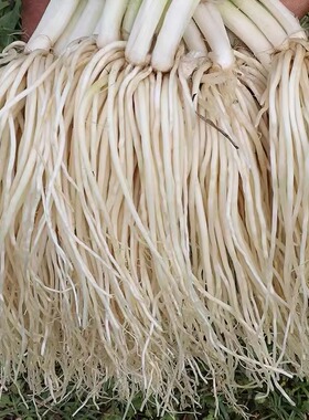 苤菜根云南德宏新鲜蔬菜撇菜根 大韭菜根 腌制苤菜凉拌月子炖汤