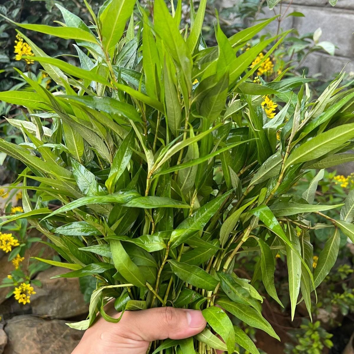 云南香辣柳苗傣族窝料新鲜香辣蓼鱼生菜拉沙叶食用盆栽调味料绿植