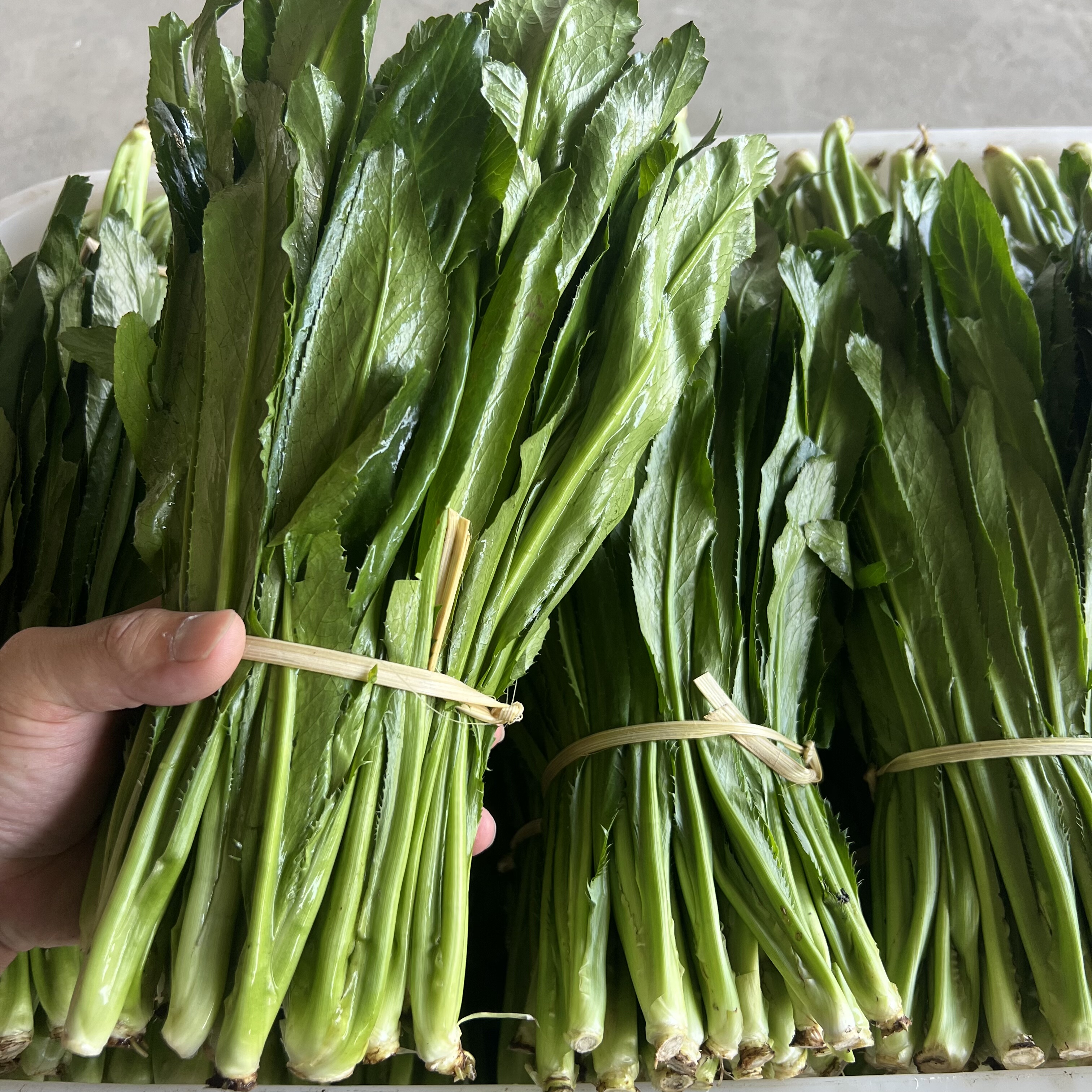 云南大香菜 今年新货 缅芫荽刺芹缅甸香菜泰国冬阴功傣味配料香料