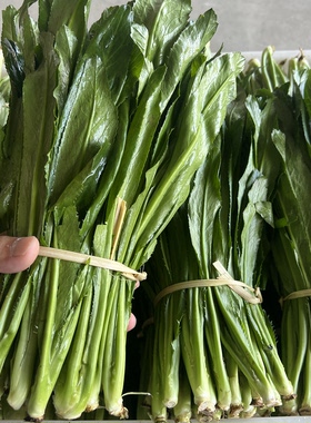云南大香菜 今年新货 缅芫荽刺芹缅甸香菜泰国冬阴功傣味配料香料