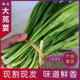 云南大香菜新鲜老缅芫荽刺芹缅甸大叶元西阿瓦香菜傣族香料250g起