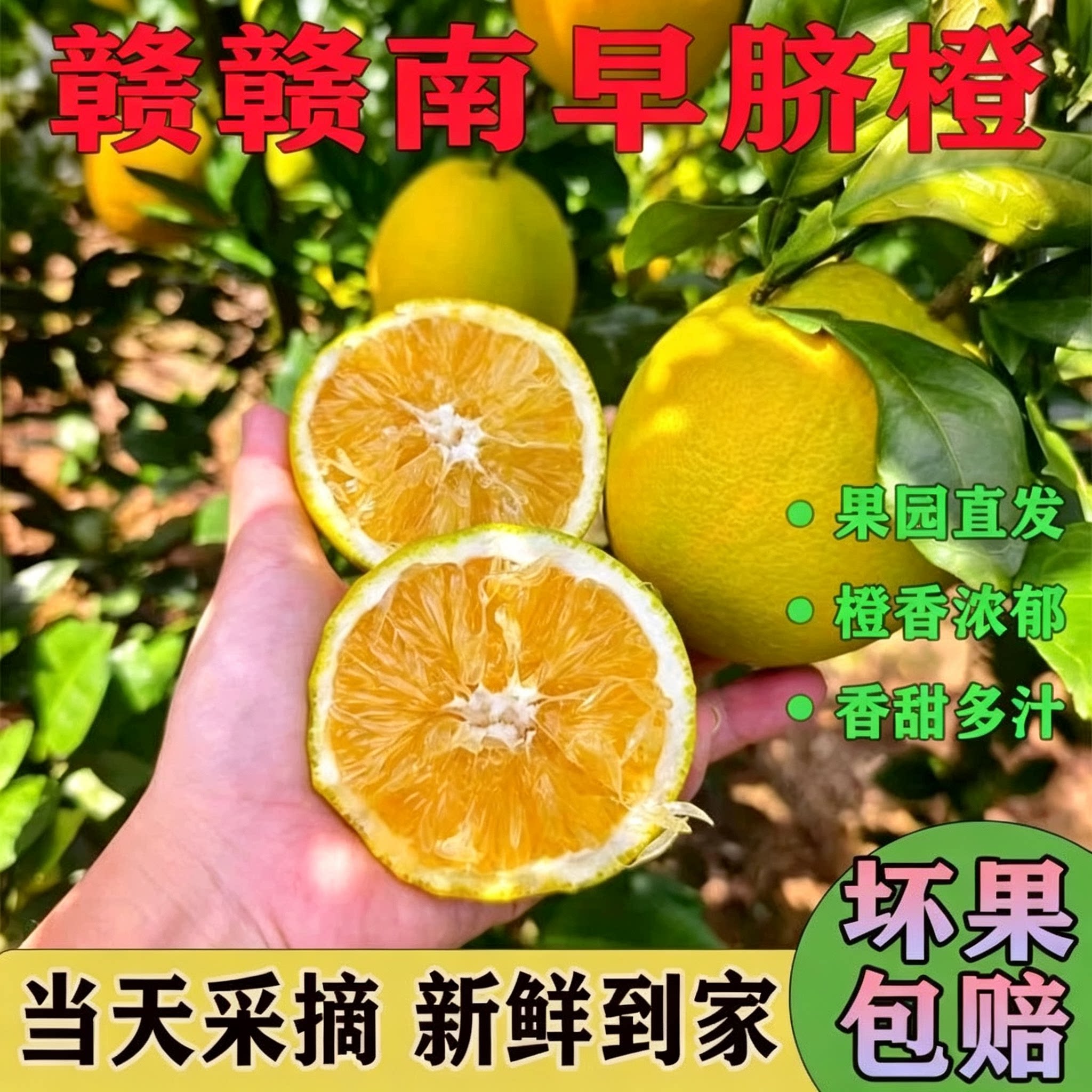 江西赣南早脐橙新鲜水果现摘现发