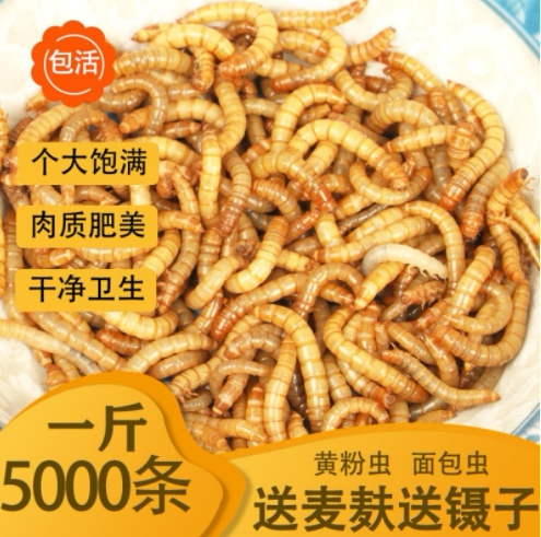 面包虫活虫黄粉虫鲜活龙鱼蛙守宫粮爬宠饲料大麦虫活体饲料