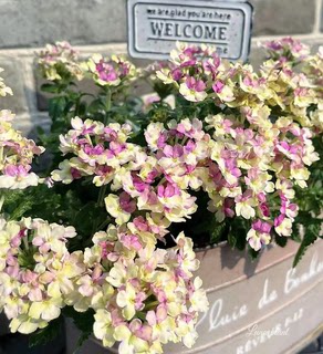 美女樱室外庭院植物阳台花卉多年生四季开花耐寒耐热72穴盘苗