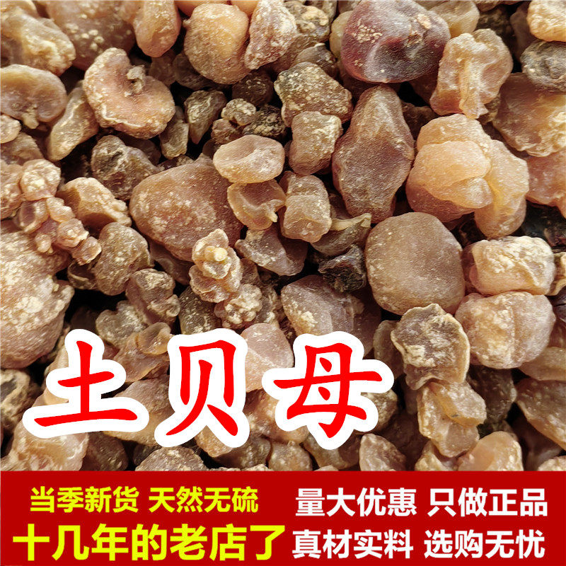 土贝母中药材苦胆草大贝母干新货贝地苦胆正品非川贝母草贝子无硫