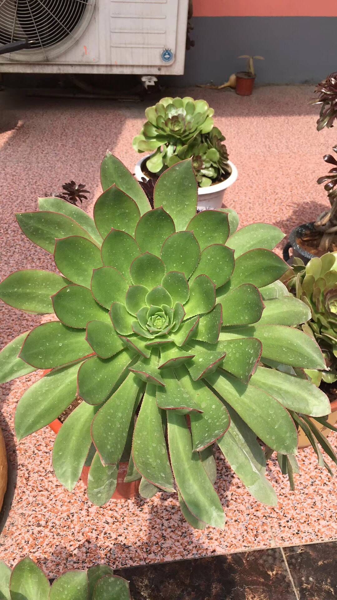 多肉法师翡翠城