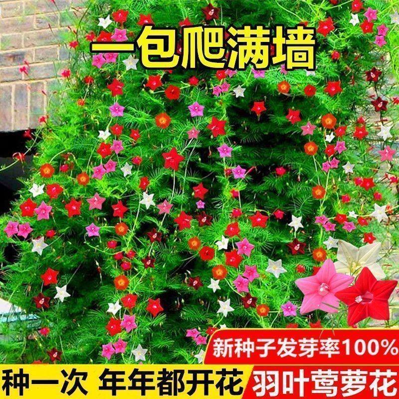 爬墙茑萝花种子易活庭院花莺萝喜室外内盆栽爬藤攀援植物花种籽子