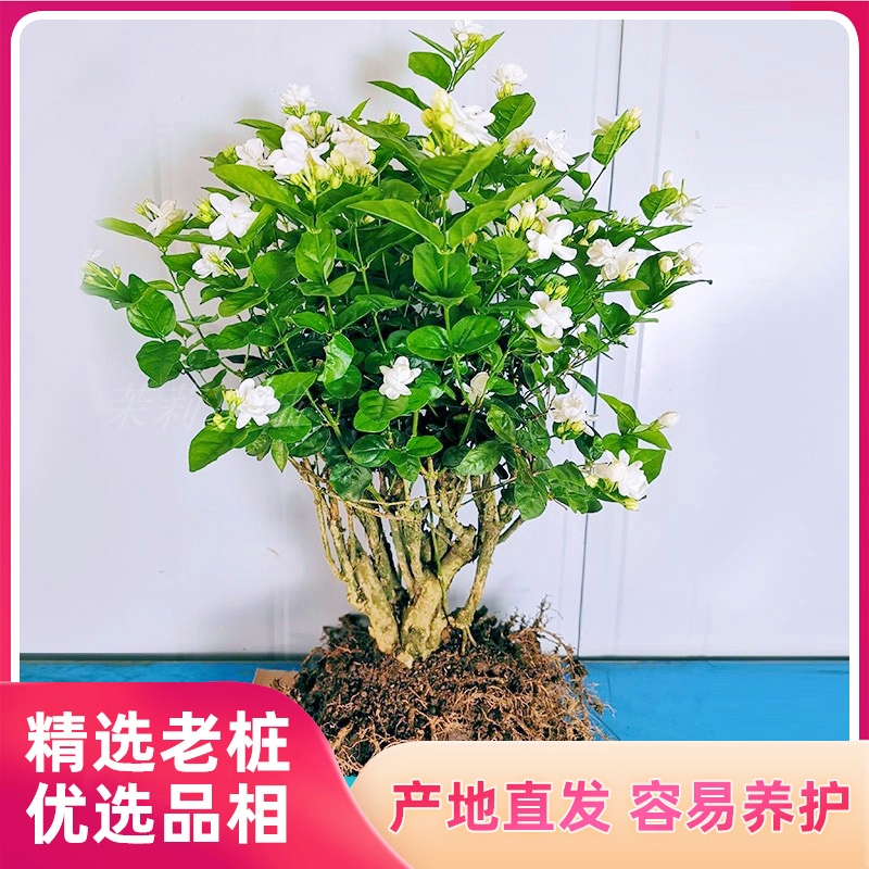 重瓣茉莉花盆栽老桩四季开花茉莉花苗室内外花卉阳台庭院桌面绿植