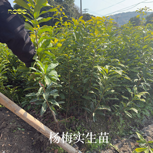 未嫁接1-2年杨梅绿化苗实生苗 庭院常绿 野生苗征地赔偿