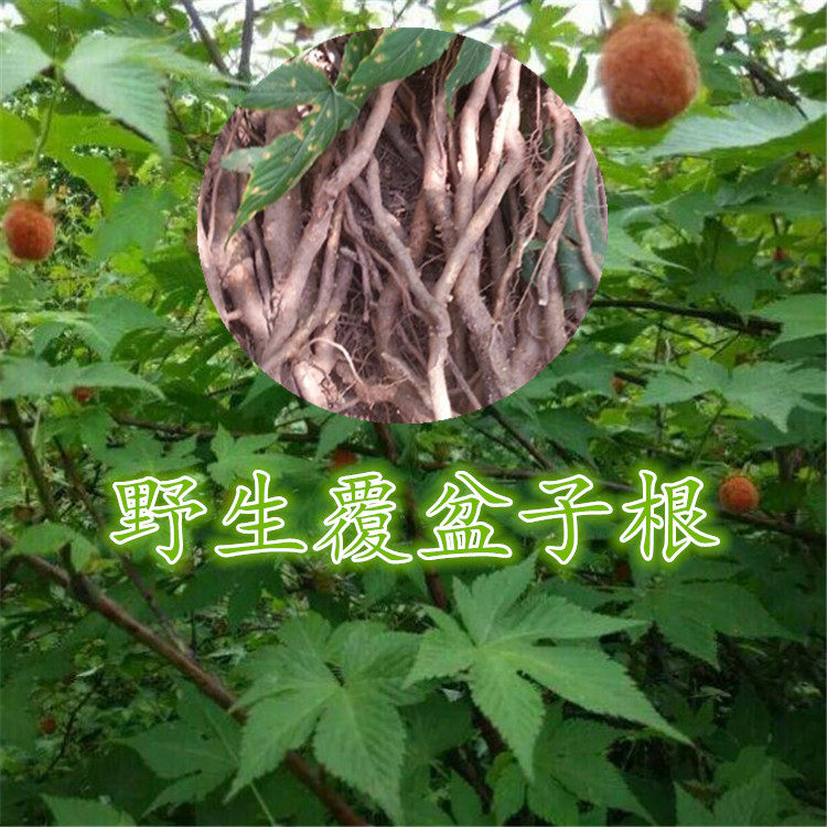 掌叶树莓根500克野生新鲜现挖牛奶果根角公莓根食用固肾精补肚